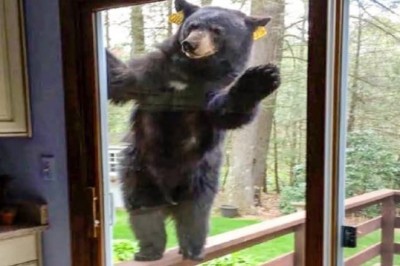 "Heartwarming Rescue: A Man's Unforgettable Journey with a Lost Bear Cub"