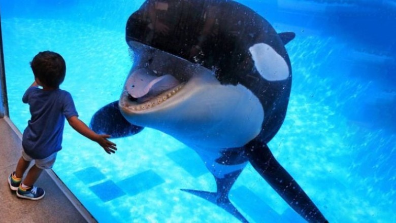 "Unforgettable Aquarium Encounter: A Life-Changing Moment"