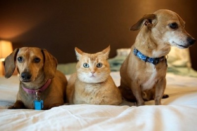 "Funniest Cats and Dogs: Prepare for Non-Stop Laughter with the Last One"
