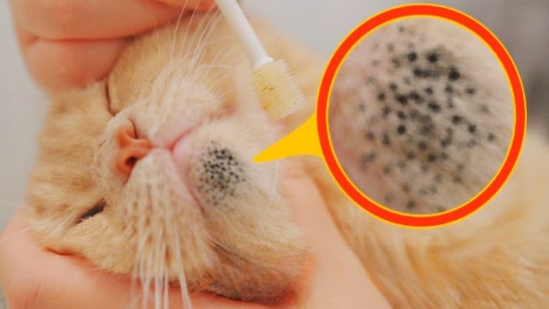 Incredible Chase: Woman Discovers Shocking Truth when Being Followed by Vet