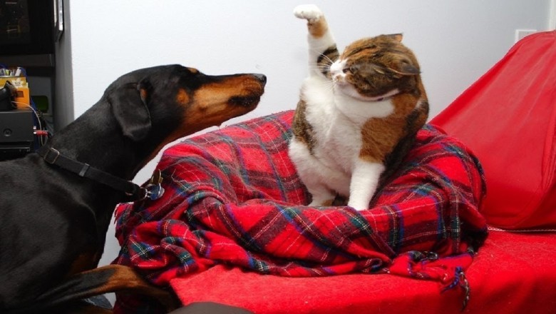 Pawsitively Purr-fect Pranks: Silly Shenanigans of Cats and Dogs