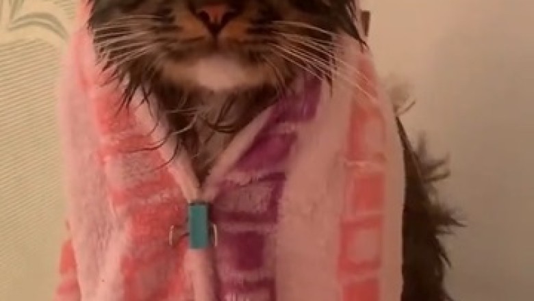 Purr-fectly Pampered: Adorable Cat Finds Comfort in a Hairdryer!