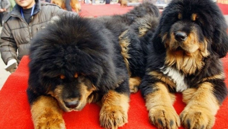 Unbeknownst to Them: Family Raises Dangerous Bear as Pet