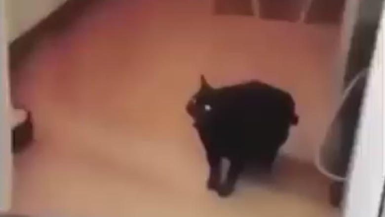 Eyes of Kitty Mischief: The Piercing Gazes of a Black Cat