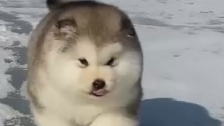 Snowy Shenanigans: A Dog's Hilarious Snow Walk!