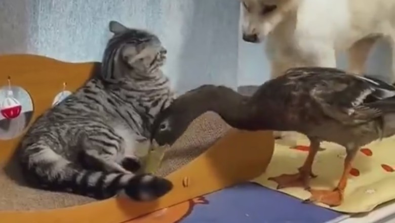 The Unlikely Trio: Dog, Cat, and Duck Unleash Hilarious Chaos!