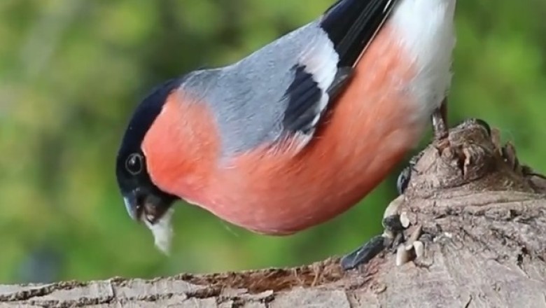 Hilarious Bird Bravery: Watch as a Feathered Friend Takes on a Wild Challenge!