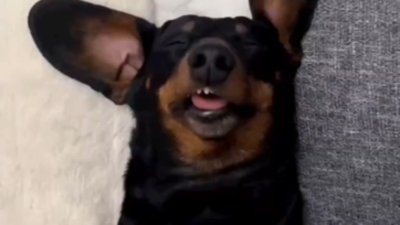 Caught on Camera! Hilarious Snoring Dog's Sleep Symphony! 🐶💤