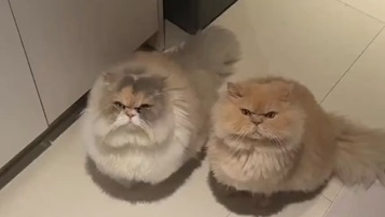 Hilarious Cat Duo Get Caught in an Adorably Incomprehensible Predicament!