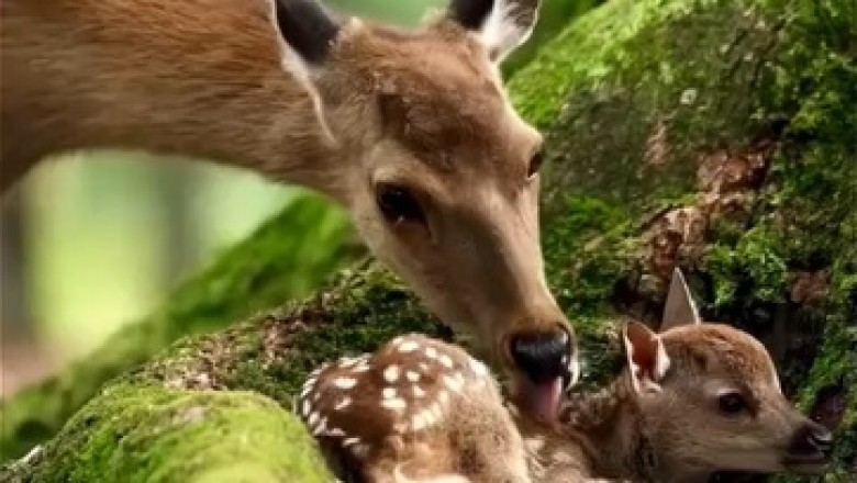 Buck-ananas: Hilarious Deer's Wild Romp through the Forest!