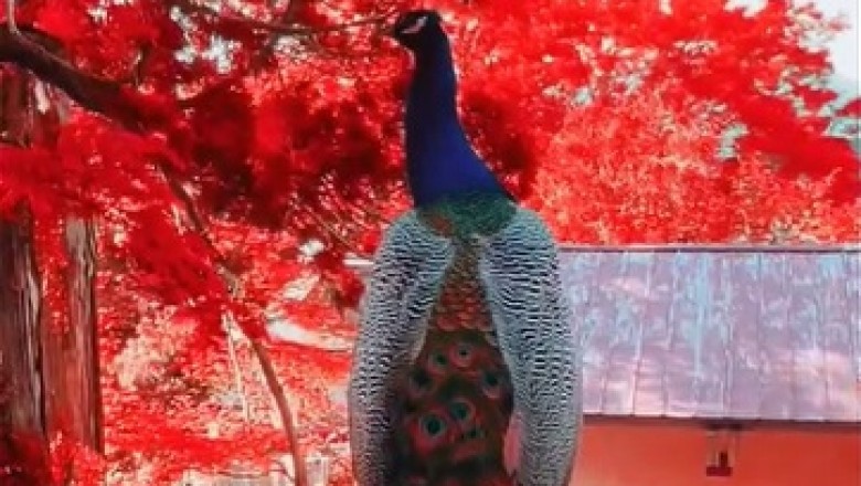 Feathers, Folly, and Fabulousness: Hilarious Hijinks of a Beautiful Peacock!