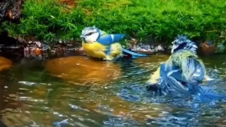 Hilarious Hijinks of Feathered Friends: Lakeside Shenanigans with Beautiful Birds!