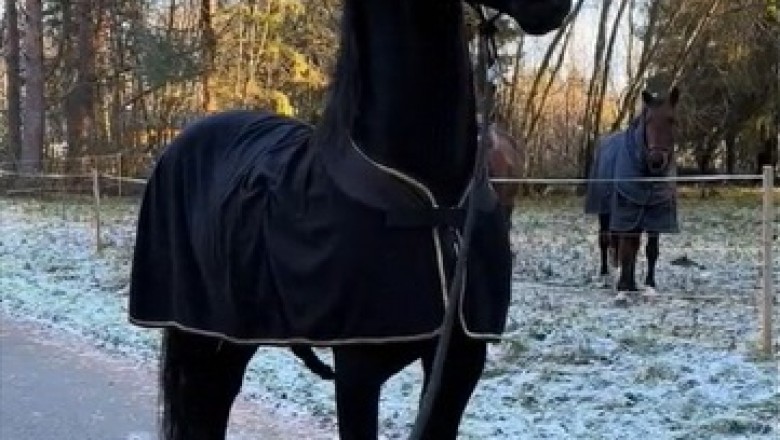 Neigh-maste: Brace Yourself for the Hilarity Unleashed by this Awesome Horse!