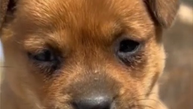 Unlikely BFFs: Dog and Chick's Hilariously Adorable Friendship Takes the Internet by Storm!