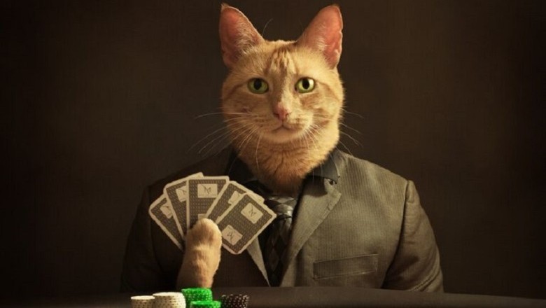 Cat's Random Toy Toss Strategy Could Turn Owner into Millionaire