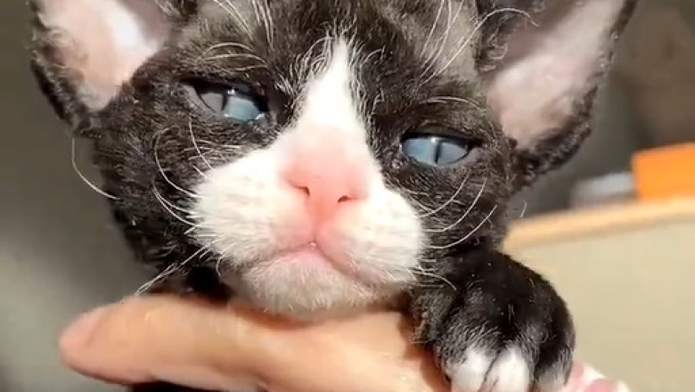 Adorably Tiny: Meet the Cutest and Most Beautiful Small Cat!