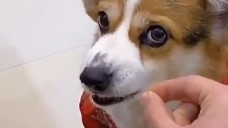 Hilarious Doggo Meltdown: Angry Pup Puts Owner in Their Place!