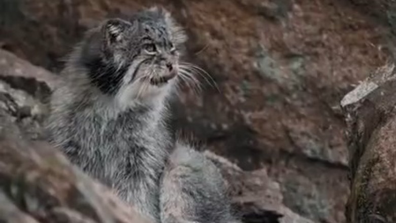 Buckle Up for a WILD Ride of Laughter with this Outrageously Funny Video of a Mischievous Wild Cat!