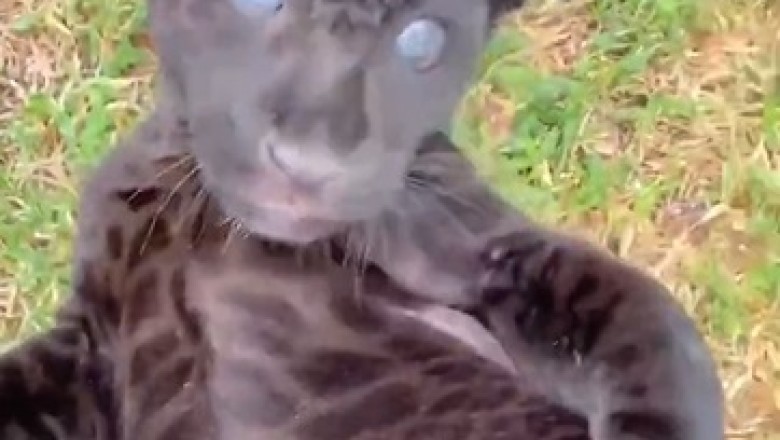 Unleash Your Inner ROAR of Laughter with this Hilarious Video of a Small Tiger Acting Like a Kitten!