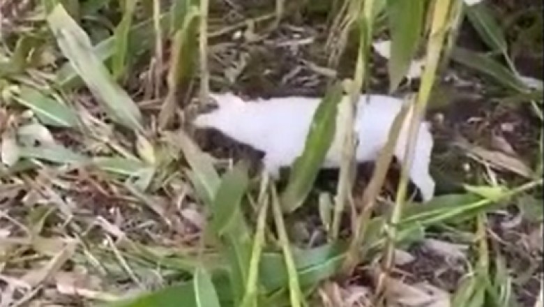 Corn-Hungry Canine Shocks Everyone with Lightning-Fast Corn Harvesting Skills!