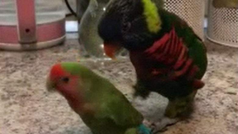 Unleashing Feathered Rhythm: Hilarious Parrot's Sensational Dance with His Feathered Lady!