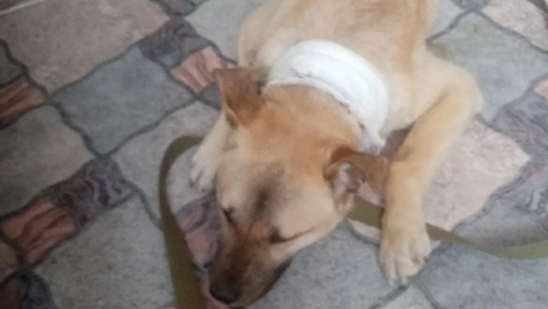Injured Dog's Incredible Journey: Runs for Miles and Collapses at Volunteer's Doorstep