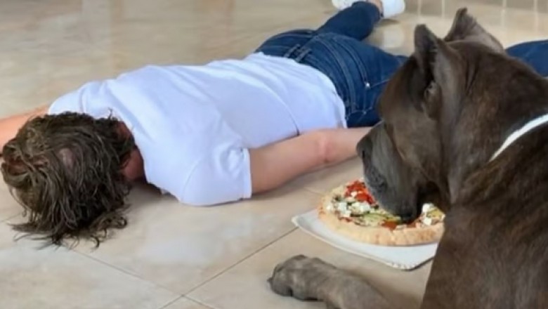 Seth, the Loyal Cane Corso: A Pizza Mishap Reveals the True Depth of Canine Loyalty