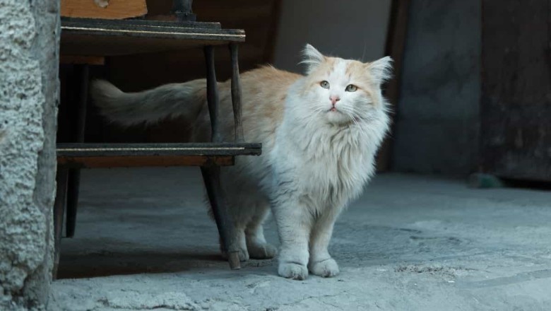 6 Expert-Backed Tips to Help Your Elderly Cat Live a Longer and Happier Life