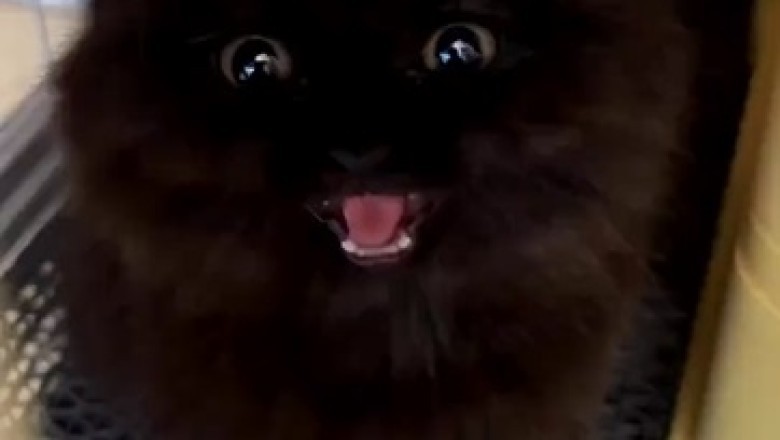 Cute Overload Alert! Prepare to Melt with Delight as You Meet the Most Adorable and Playful Kitten Ever!