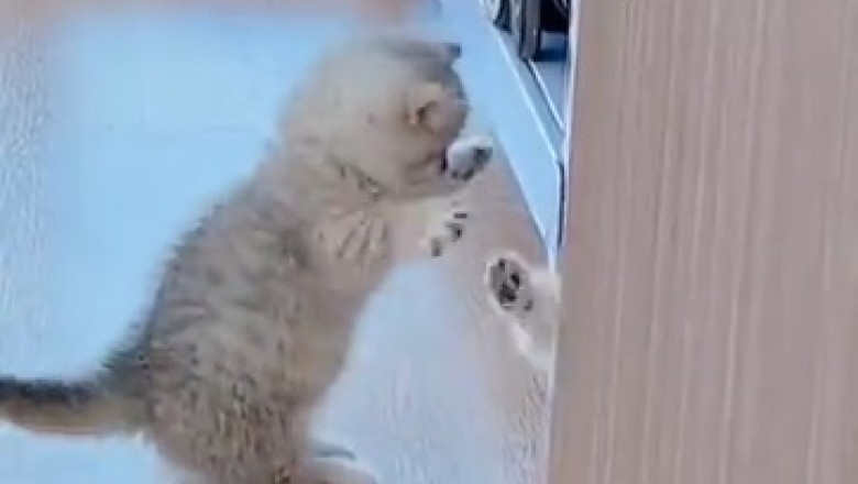 Prepare for an Overload of Cuteness with these Adorable and Hilarious Kittens! You Won't be Able to Resist Their Charm!