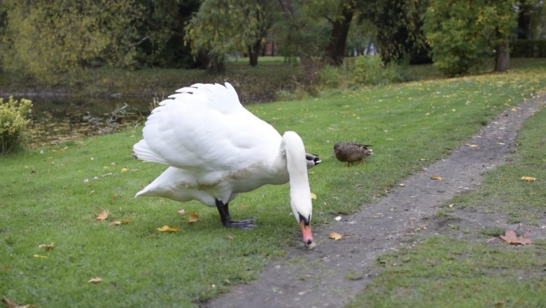 Quack-Tastic Duo: Unlikely Besties, This Hilarious Duck and Goose Combo Will Melt Your Heart!