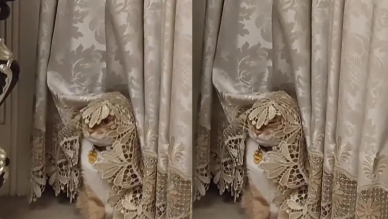 Hilarious Cat Transformation: From Under the Curtain to Shamakhan Queen