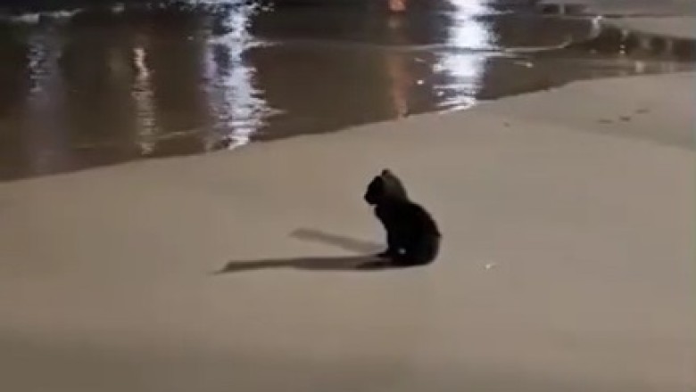 Beach Bloopers: Hilarious Adventures of a Clumsy Kitten on the Sand!