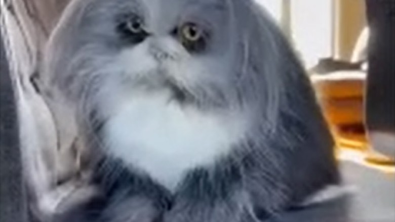 Hilariously Hairy Cat Takes Social Media by Storm - The Furrr-nomenon You Won't Believe!