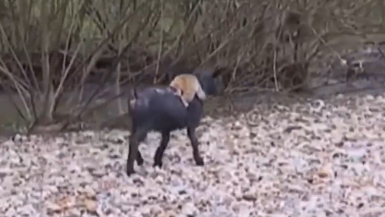 Unlikely Duo: Goat and Monkey's Hilarious Adventure Takes the Internet by Storm!
