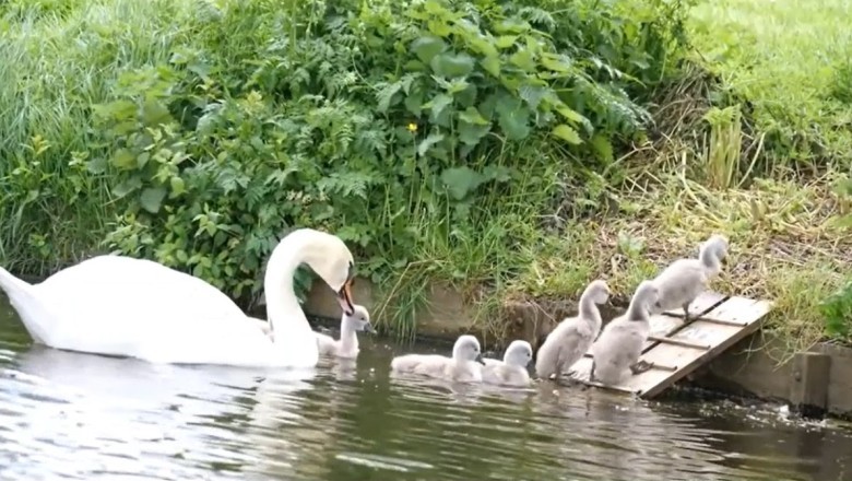 Hilarious Hijinks of a Quacky Family! Watch as a Gang of Geese Takes Over the Town!