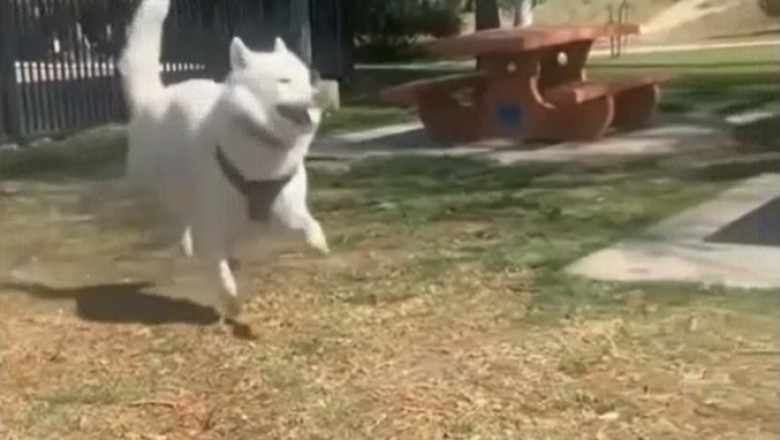 Hilarious Hijinks of Funny Pets - Prepare to Burst with Laughter!