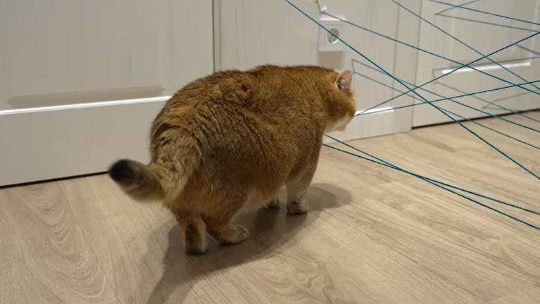 Thread Master Cat Takes on the Ultimate Thread Challenge - Hilarity Ensues!