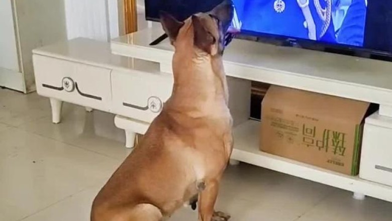 Battle-Frenzy Paws: A Dog's Hilariously Overwhelming Enthusiasm to Join Forces with Soldiers