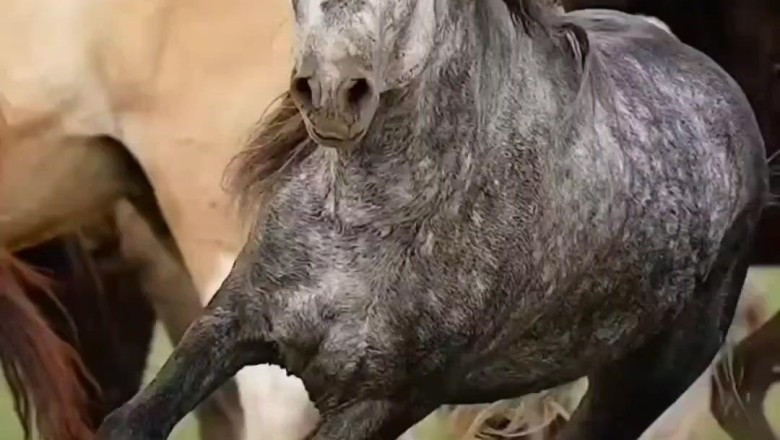 Horsing Around: The Hilarious Adventures of Beautiful and Strong Horses