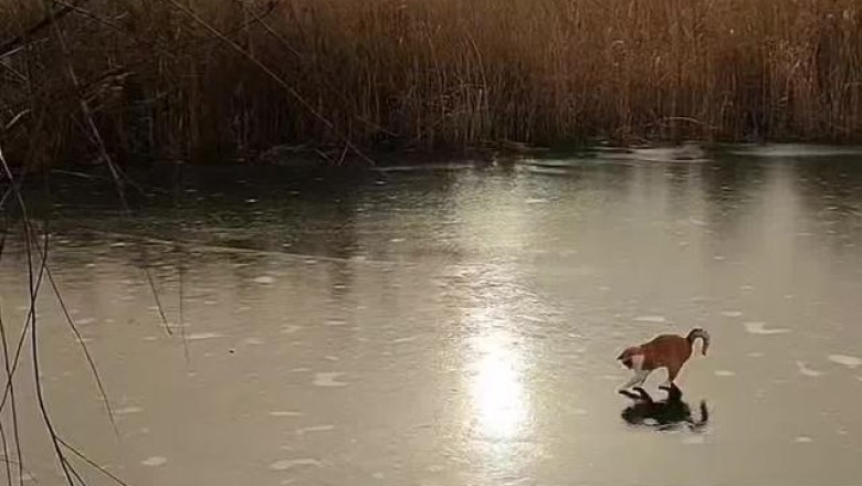 Ice Breaker: Witness the Hilarious Dance Moves of a Cat on an Icy River