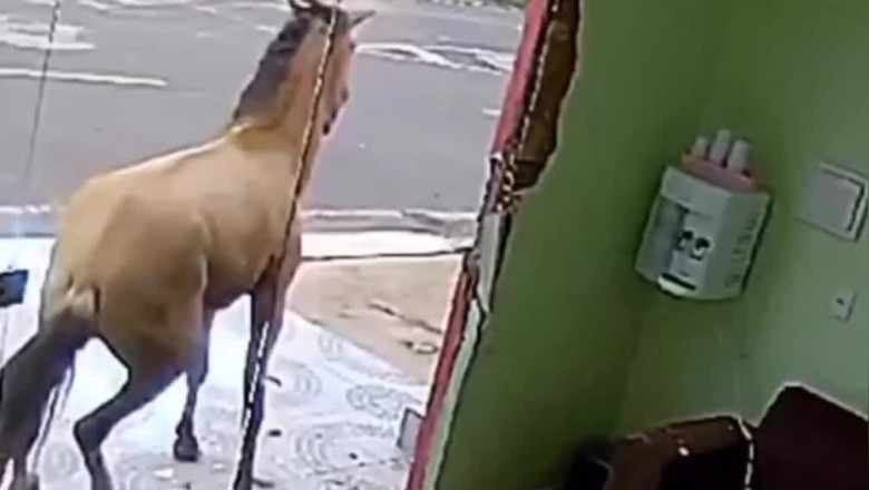 Shattering Expectations: The Hilarious Glass-Breaking Horse