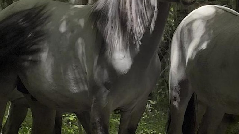 The Hilarious Horse Showdown
