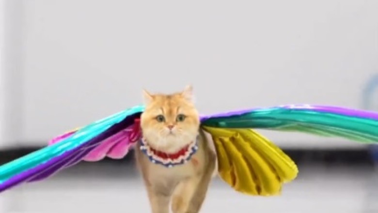 Flying Feline Fiasco: Watch as a Cute Cat Pursues the Sky in Hilarious Fashion!