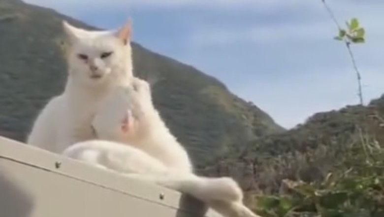 Hilarious Cat Duo: Watch the Double Trouble and Double Laughs Unfold!