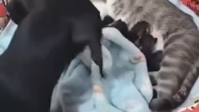 Unlikely Partners: A Hilarious Dog Comes to the Rescue of a Cat and Her Kittens!