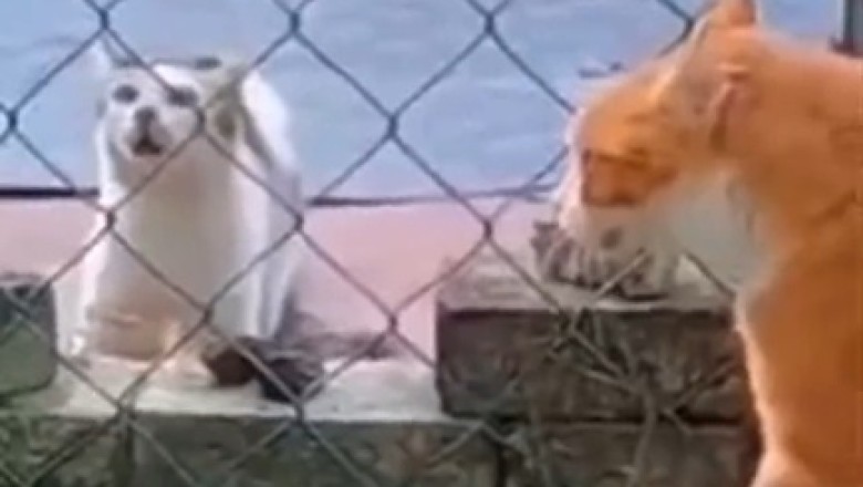 Cat Fight Showdown: Two Felines Duke it Out in an Epic Battle!