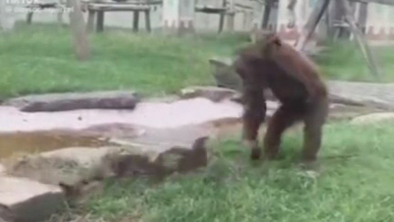Primal Playtime: Gorilla's Hilarious Encounter with Reptile Sends Internet into Frenzy!