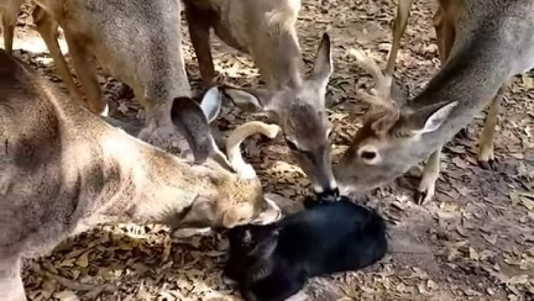 Bambi's Buddies: Deer Squad Steps in to Assist a Purr-fectly Confused Cat!