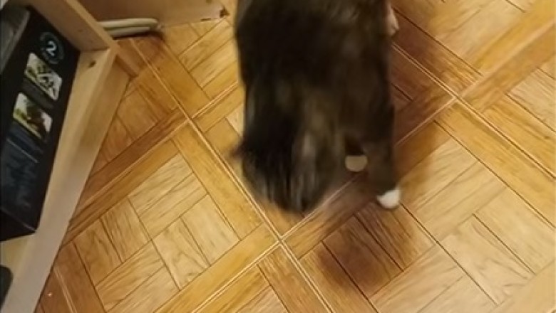 Chonky Cat Chronicles: Hilarious Shenanigans of an Overweight Feline!